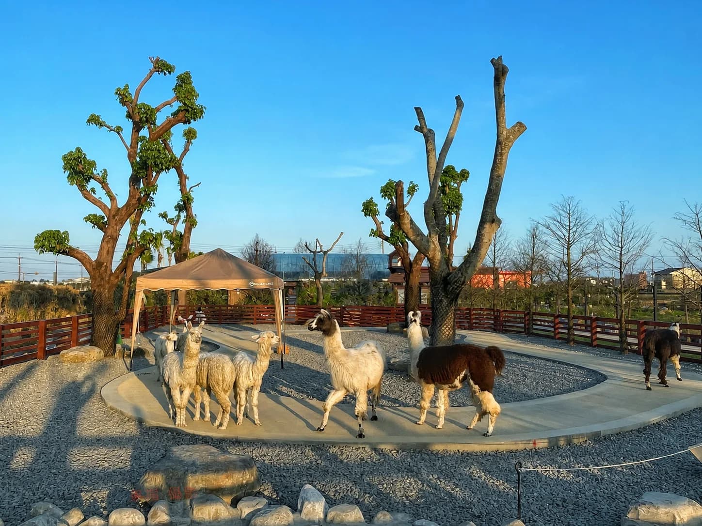 พื้นที่อัลปากา Lanyang Animal & Plant Kingdom หลังนำผู้เยี่ยมชมออก มีอัลปากาหลายตัวยืนอยู่ท่ามกลางต้นไม้และเต็นท์