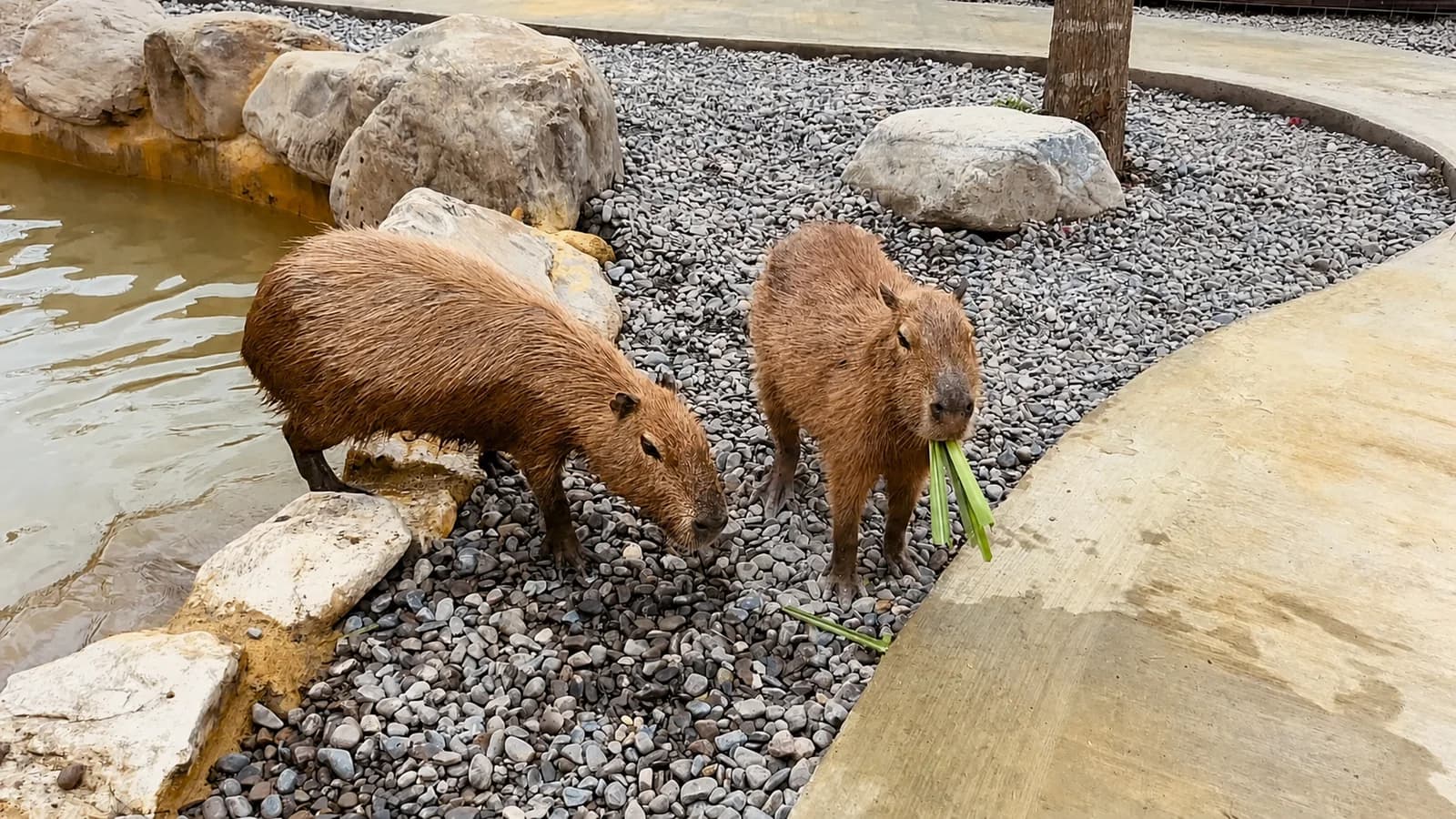 Mga capybara, alpaca, kangaroo at pelican sa harap ng fern greenhouse sa Yilan