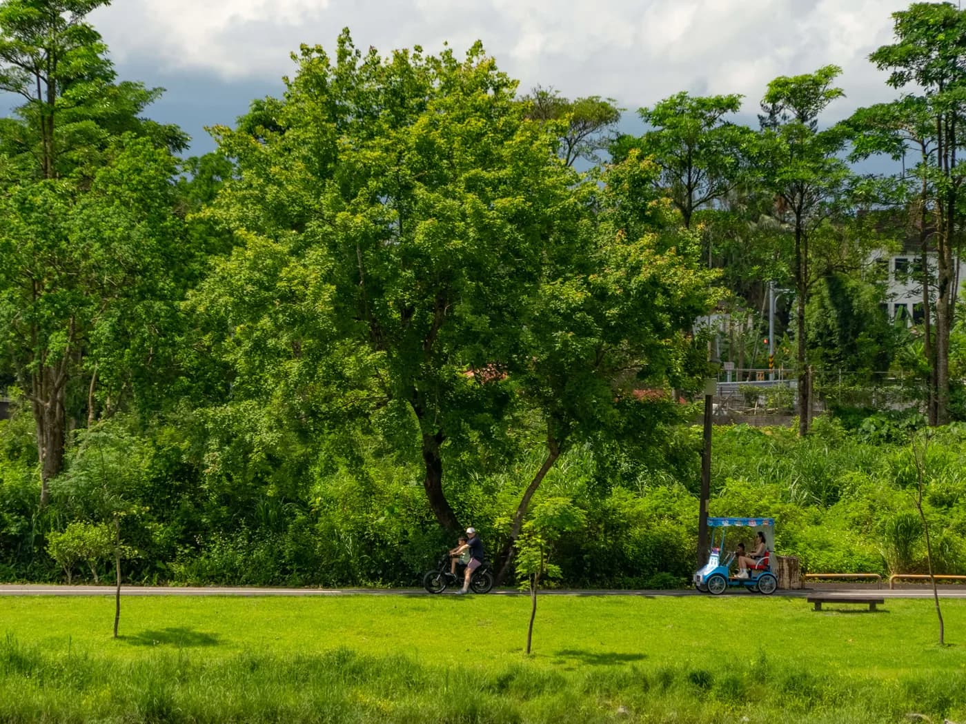 Bicicletas y tándems bajo los árboles