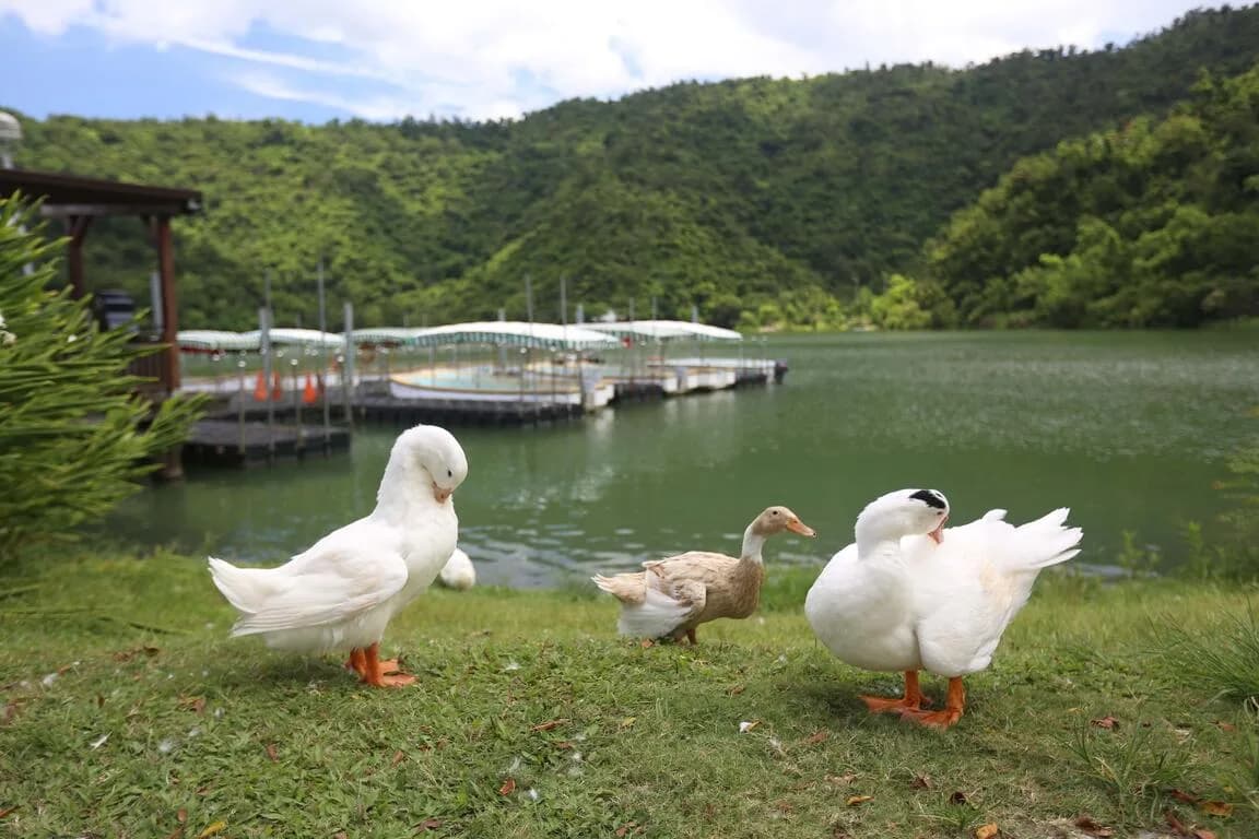 Aves acuáticas