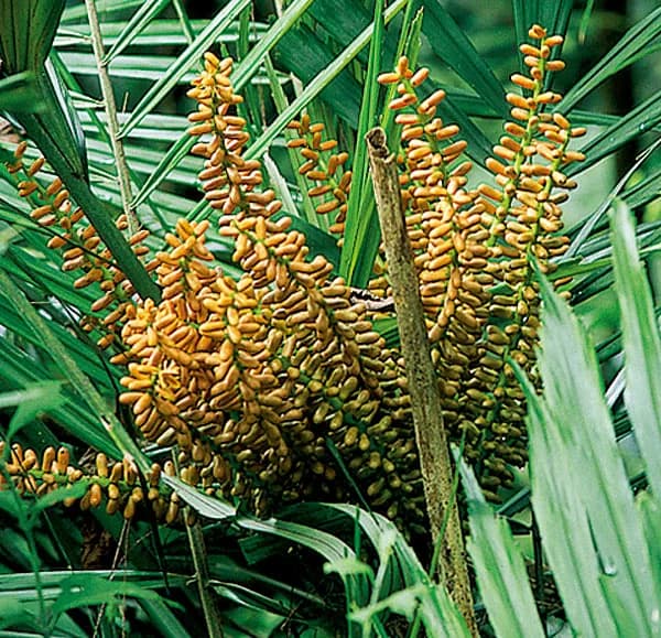 Opisyal na larawan sa lugar ng 新寮瀑布步道 mula Yilan Branch:Lauraceae, Fagaceae