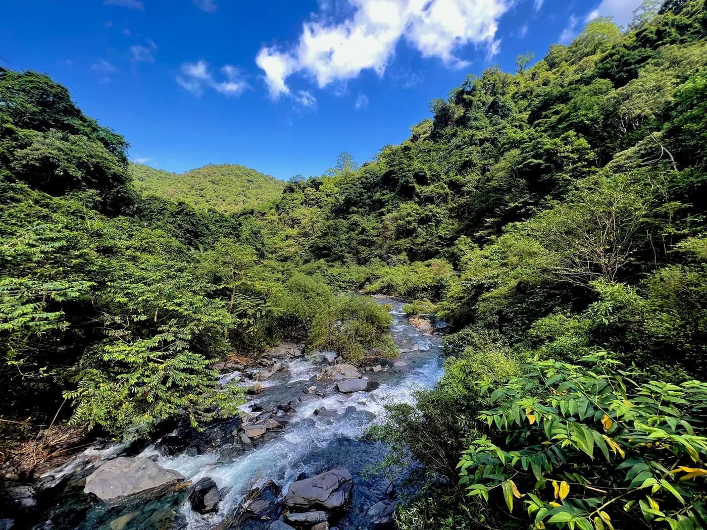 Opisyal na larawan sa lugar ng 新寮瀑布步道 mula Yilan Branch:紫嘯鶇, 鉛色水鶇