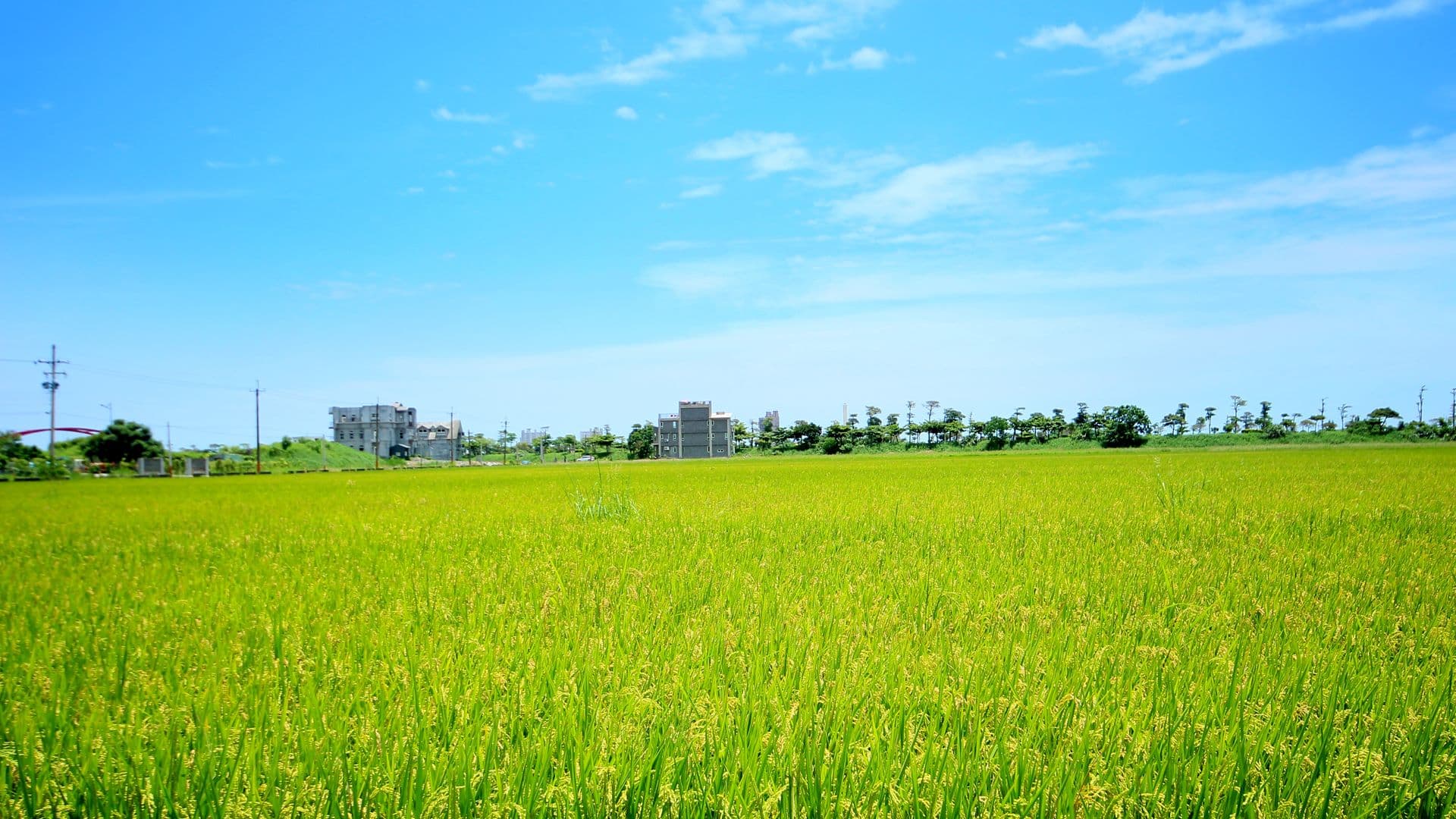宜蘭のWater Edge Garden Homestay周辺の田園風景